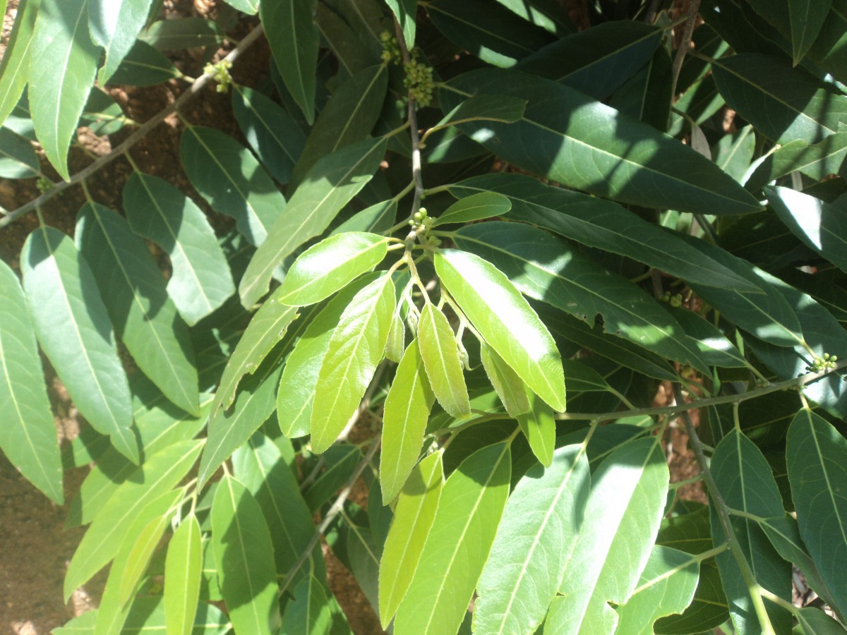 Casearia tomentosa subsp. reducta Verdc.